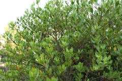 Baccharis macrantha