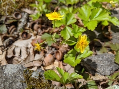 Waldsteinia ternata