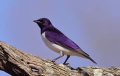 Violet-Backed Starling photo 5