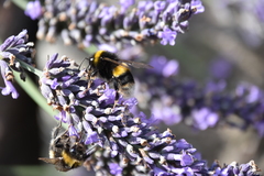 Bombus terrestris