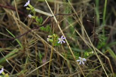 Cuphea ciliata