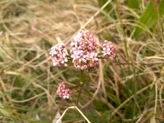 Valeriana dioica
