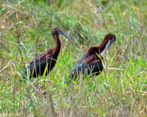 White-faced Ibis