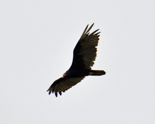 Turkey Vulture