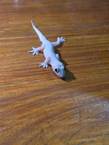 Hemidactylus frenatus
