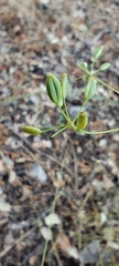 Bupleurum rigidum, photograph (c) Santiago Martín-Bravo, some rights reserved (CC BY)