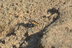 Chaetodera regalis