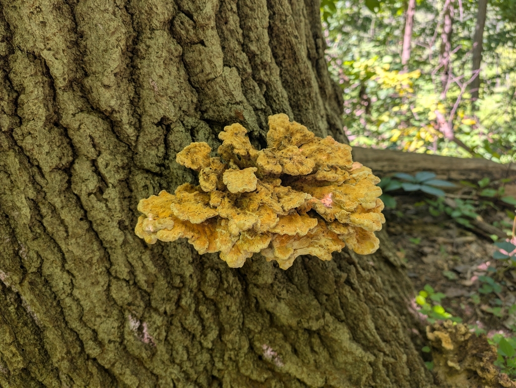 chicken of the woods · August 2026 · photo: Photo: no rights reserved · iNaturalist