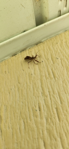 Acholla multispinosa