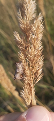 Small Chocolate-tip