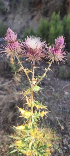 Ptilostemon hispanicus, photograph 3