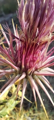 Ptilostemon hispanicus