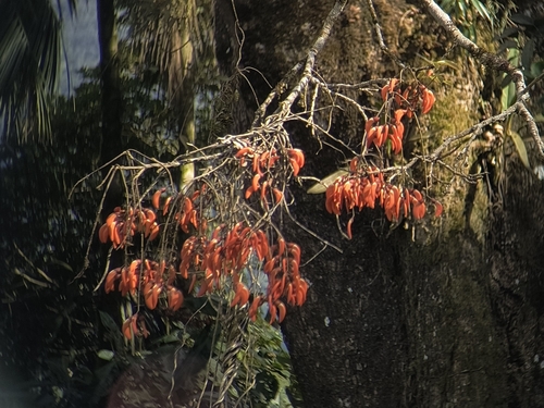Erythrina falcata, photograph 2