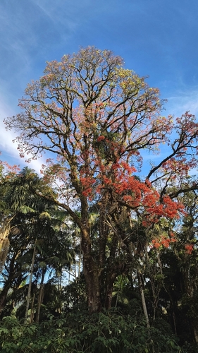 Erythrina falcata, photograph 3