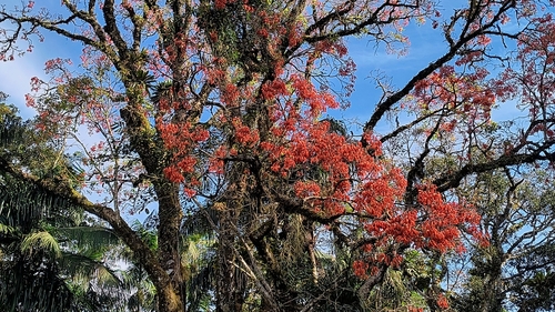 Erythrina falcata, photograph 4