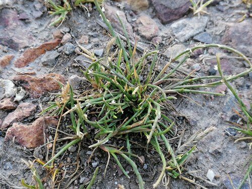 Parapholis strigosa