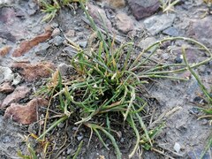 Parapholis strigosa