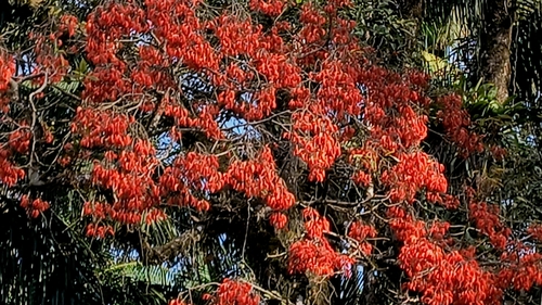 Erythrina falcata, photograph 5