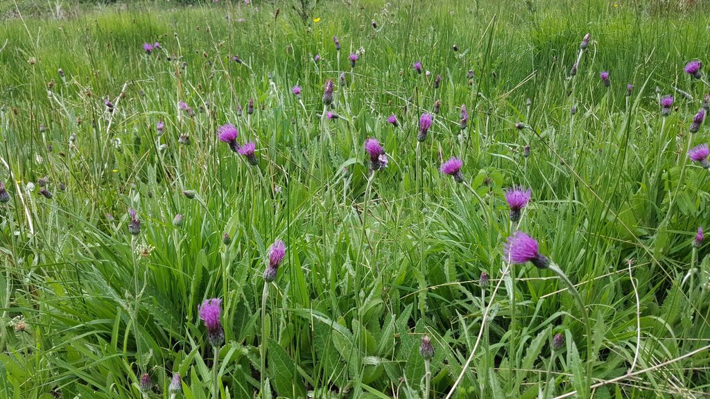 Cirsium dissectum; photograph (c) Barry Stewart, some rights reserved (CC BY)