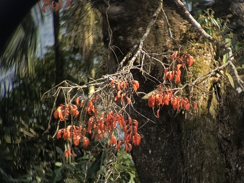 Erythrina falcata, photograph 6