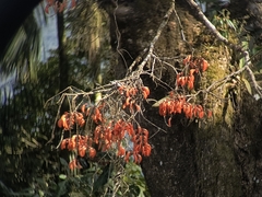 Erythrina falcata, photograph (c) Carlos Otávio Gussoni, some rights reserved (CC BY)