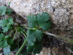 Ranunculus montanus