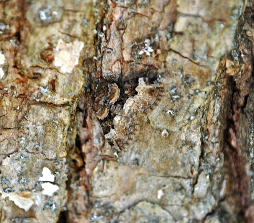 American Sharp-angled Carpet