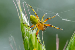 Araniella opisthographa