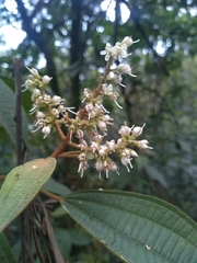 Miconia sylvatica