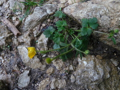 Ranunculus montanus