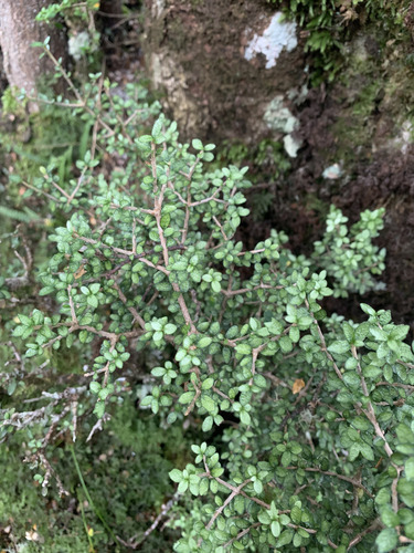 Pittosporum rigidum, photograph 6