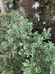 Pittosporum rigidum, photograph (c) Lorraine Cook, some rights reserved (CC BY)