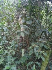 Miconia sylvatica