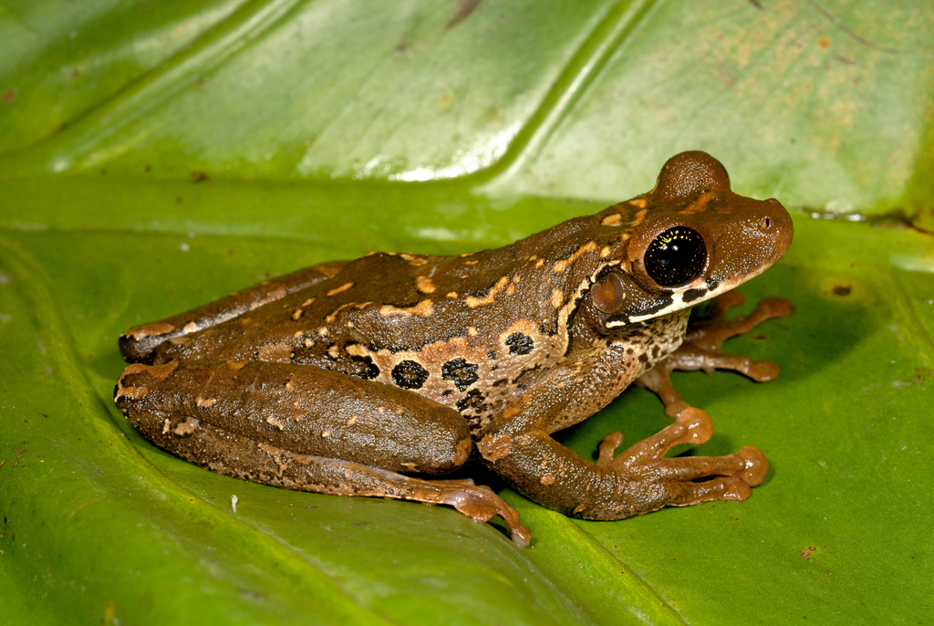 Henle's Spiny-backed Frog (Osteocephalus mimeticus)