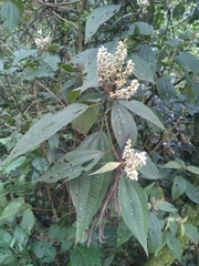 Miconia sylvatica