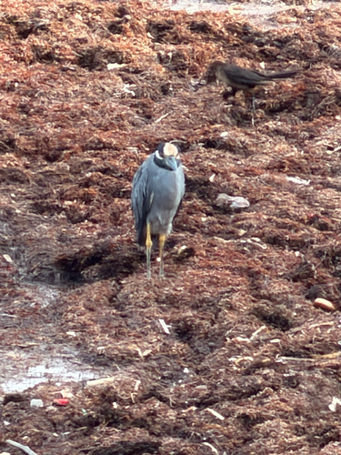Yellow-crowned Night Heron