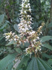 Miconia sylvatica