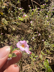 Diplacus torreyi, photograph (c) Deb Kemp, some rights reserved (CC BY)