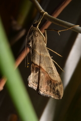 Evergestis triangulalis