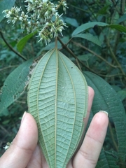 Miconia sylvatica