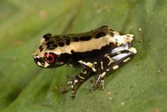 Osteocephalus mimeticus