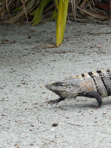 Black Spiny-tailed Iguana