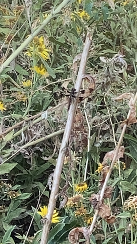 Common Whitetail