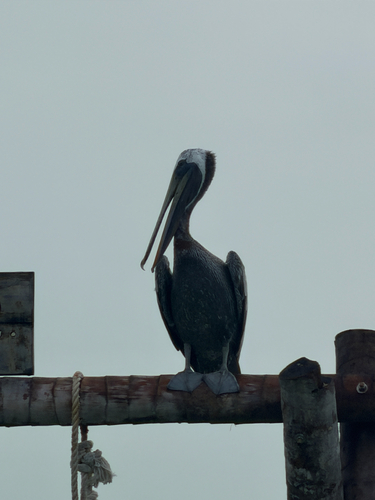 Brown Pelican