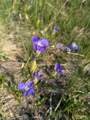 Gentianopsis thermalis, photograph (c) Eric Watts, some rights reserved (CC BY)