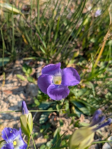 Gentianopsis thermalis, photograph 6