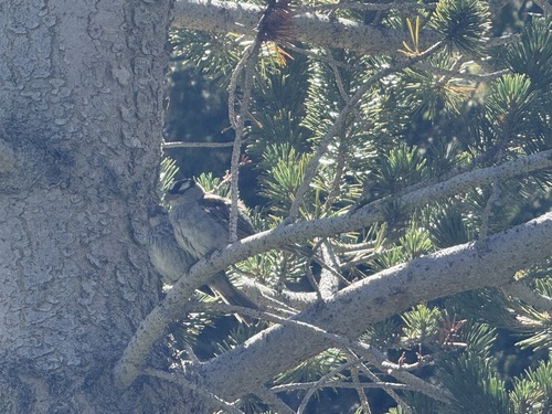 iNaturalist observation photo of White-crowned Sparrow
