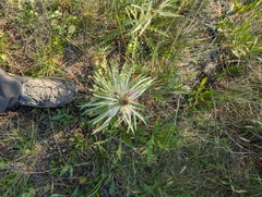 Cirsium scariosum