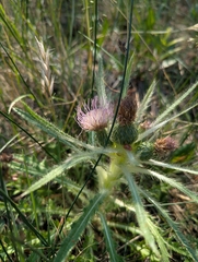 Cirsium scariosum, photograph (c) Eric Watts, some rights reserved (CC BY)