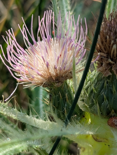 Cirsium scariosum, photograph 2